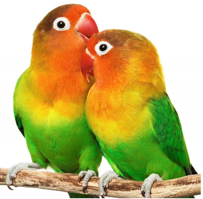 love birds as pets related keywords love birds as pets long tail keywords keywordsking love birds as pets related keywords love birds as pets long tail keywords keywordsking