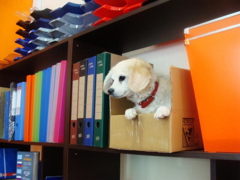 43597-BIBLIOPOLEIA-BIBLIOPOLEIO-KALIMERI-PERISTERI---FOTOTYPIES-EKTYPOSEIS---SHOLIKA-EIDI---XENOGLOSSA-BIBLIA---SHOLIKA-BOITHIMATA-DSC04912c Shopping - Βιβλίο, Περιοδικά & Εφημερίδες - Καλημέρη - Βιβλιοπωλείο Περιστέρι - my MarketBook