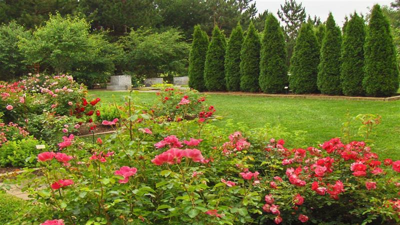 Ιδανικός Κήπος Κατασκευή - Συντήρηση Κήπων - Εμπόριο Φυτών | Ιωάννινα Ιδανικός Κήπος Κατασκευή - Συντήρηση Κήπων - Εμπόριο Φυτών | Ιωάννινα